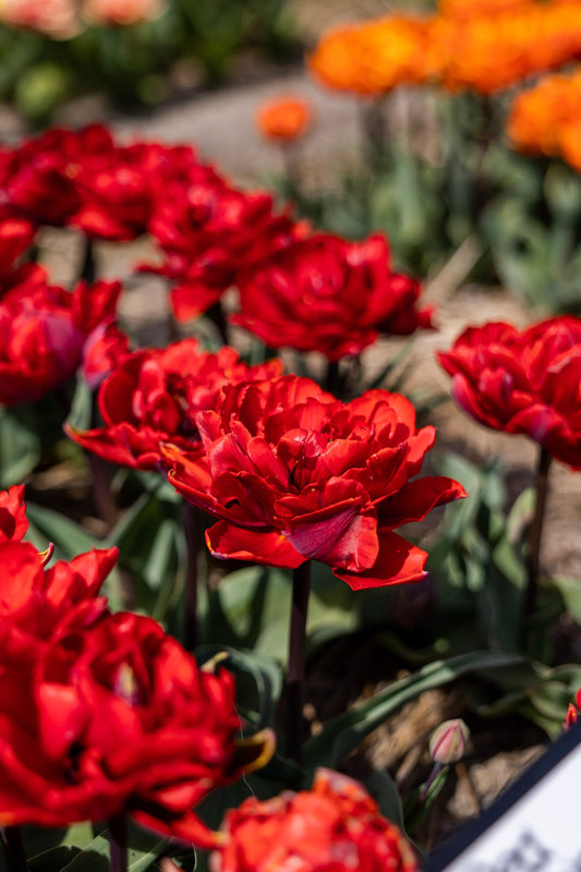 Tulppaani 'Red Princess'