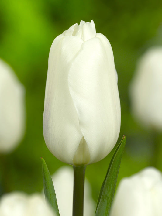 Tulppaani  'White Flag'