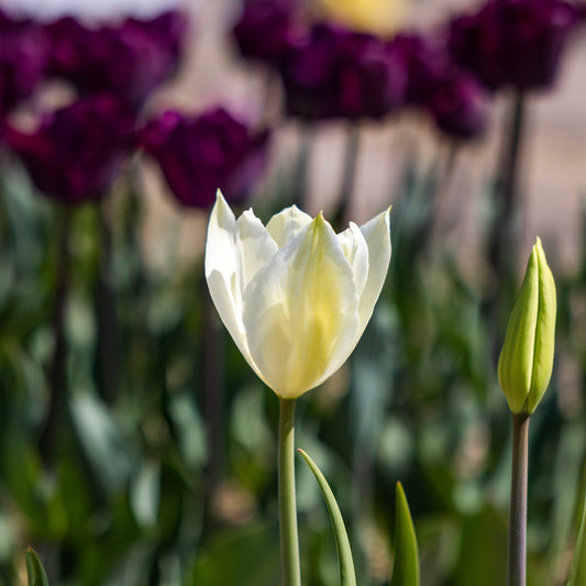 Tulppaani  'White Triumphator'