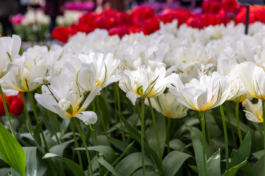 Tulppaani  'White Valley'