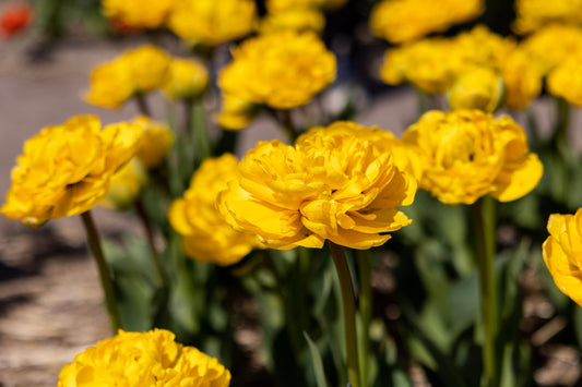 Tulppaani 'Yellow Pompenette'