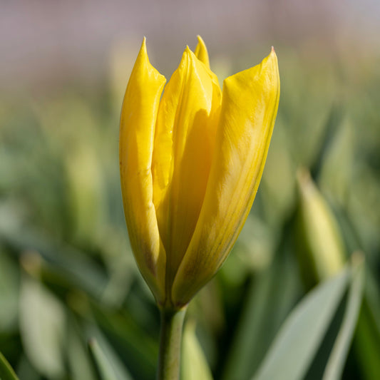 Tulppaani 'Yellow Purissima'