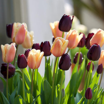 'Auringonpimennys' tulppaanimix